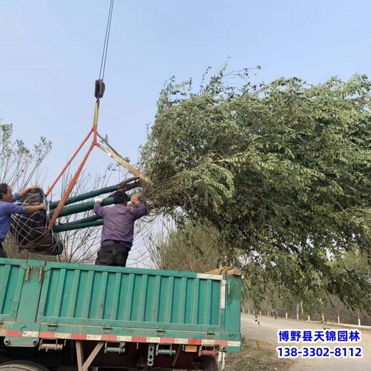 12公分榆樹苗木質(zhì)量好,保定市博野縣,白榆樹種子