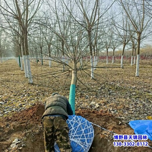 保定市望都縣矮桿金葉復(fù)葉槭,提供技術(shù)指導(dǎo),6公分復(fù)葉槭