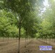 河北博野县16公分金叶复叶槭多少钱合适-糖槭-复叶槭种植