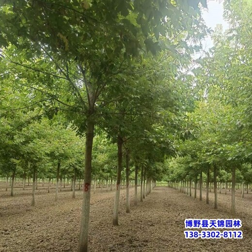 河北安国8公分金叶复叶槭自产自销-绿叶复叶槭-复叶槭种植