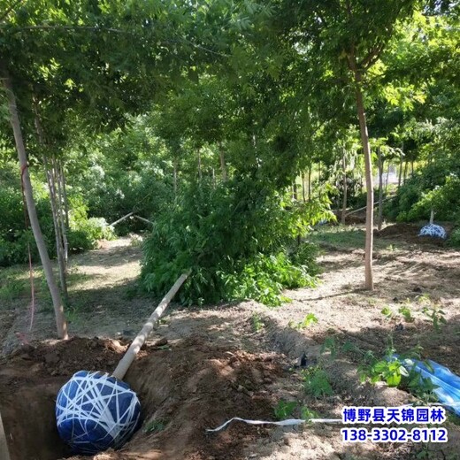 保定市安新縣叢生金葉復(fù)葉槭,農(nóng)戶種植,12公分復(fù)葉槭