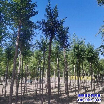 保定地区10公分榆树苗退林销售-垂枝榆树-平头榆树种植