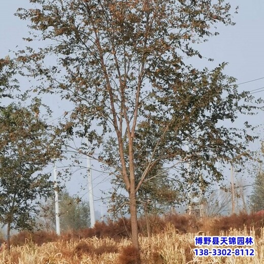 15公分榆树苗木质量好,保定高阳县,绿化植物产地