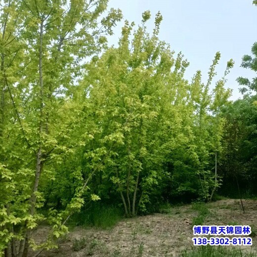 保定市望都縣矮桿金葉復(fù)葉槭,價(jià)格咨詢,10公分復(fù)葉槭