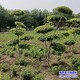 白榆樹種子圖