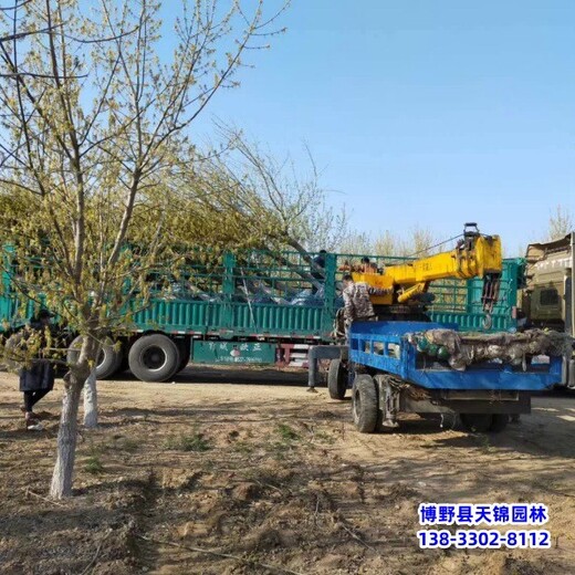 保定市安新縣矮桿金葉復(fù)葉槭,貨到付款,18公分復(fù)葉槭