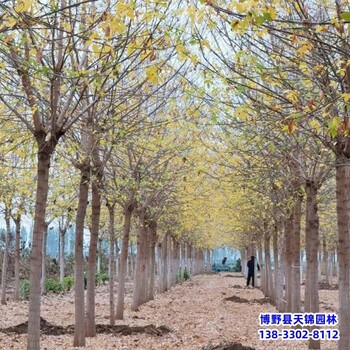 河北安國12公分金葉復(fù)葉槭帶土球裝車-糖槭-復(fù)葉槭基地