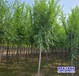 河北省3公分榆树苗带土球装车-垂枝榆树-平头榆树种植