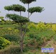 河北省10公分榆树苗价格行情-榆树种子-榆树小苗基地