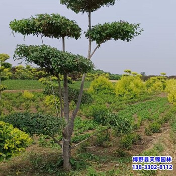 10公分榆树提供技术指导,河北保定,绿化植物产地