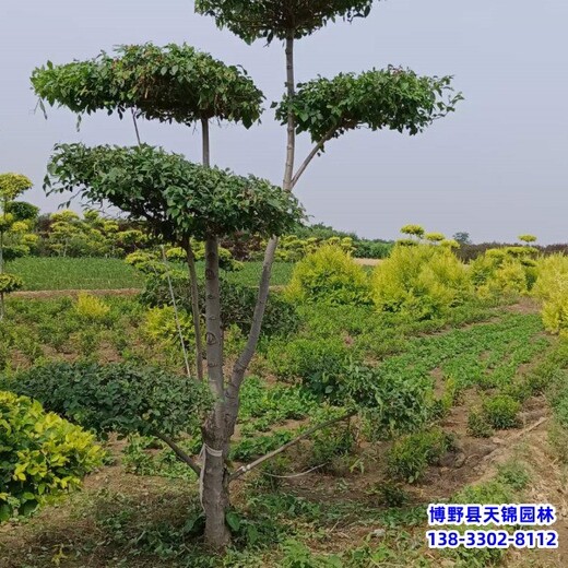 12公分榆树苗木质量好,河北定州市,绿化植物产地