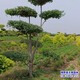 白榆樹種子圖