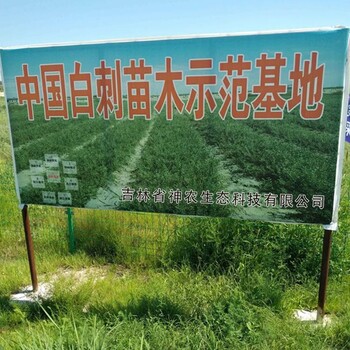 甘肅白刺果種植基地白刺果種子種子繁育公司白刺果種子產地貨源