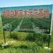 新疆白刺果种植基地白刺果种子市场价格人工种植白刺果种子
