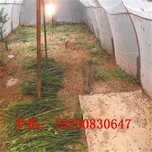 黃岡防蟲網窗紗廠家供應,尼龍乙烯