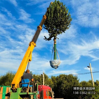 丛生杜仲产地-河北定州8公分杜仲来电咨询