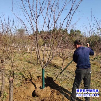 假植苗山杏来电咨询-保定市定州-山杏圃地苗