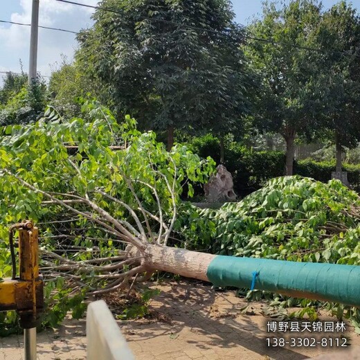 河北8公分杜仲小苗1元-叢生杜仲產(chǎn)地-杜仲大樹