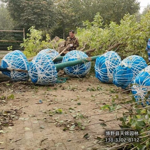 湖北10公分杜仲帶土球裝車-杜仲規格-杜仲大樹