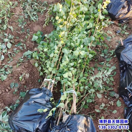 保定占地樹山杏,苗木質(zhì)量好,山杏假植苗