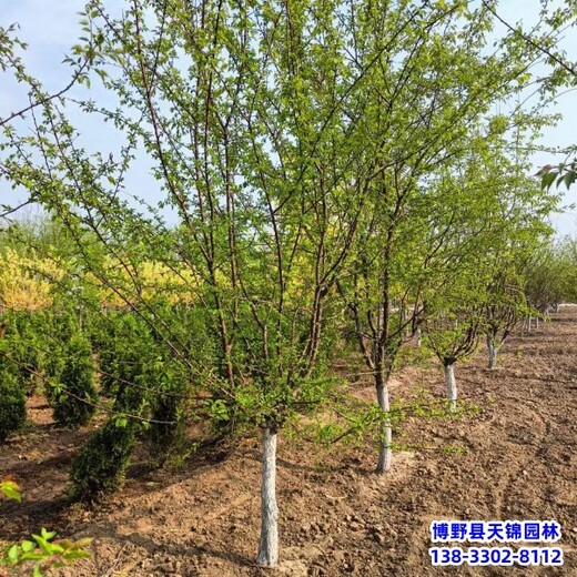 保定苗木綠化商,價(jià)格行情,10公分山杏