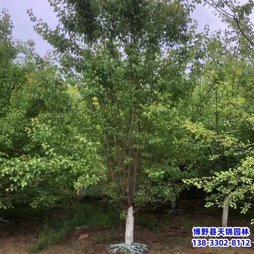 河北苗木經(jīng)紀(jì)人,綠化新品種,5公分山杏