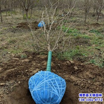 假植苗山杏来电咨询-保定市定州-山杏圃地苗