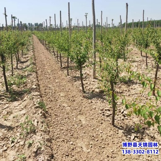 保定苗木經(jīng)紀人,綠化新品種,6公分山杏