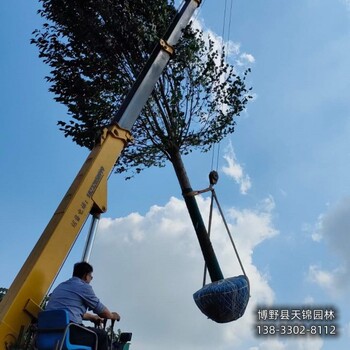 江苏15公分杜仲带土球装车-丛生杜仲产地