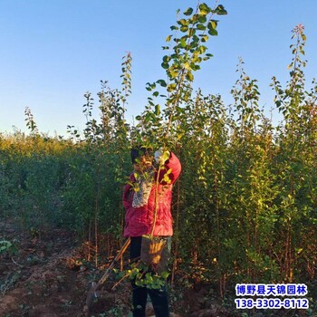 保定經紀人,種植基地,4公分山杏