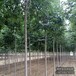 江蘇10公分杜仲來電咨詢-杜仲規(guī)格齊全-杜仲大樹