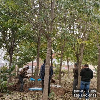 叢生杜仲產(chǎn)地-河北保定12公分杜仲多少錢合適