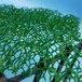 湖北生产三维植被网厂家批发价格,护坡绿化土工网垫