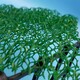 三維植被網(wǎng)圖