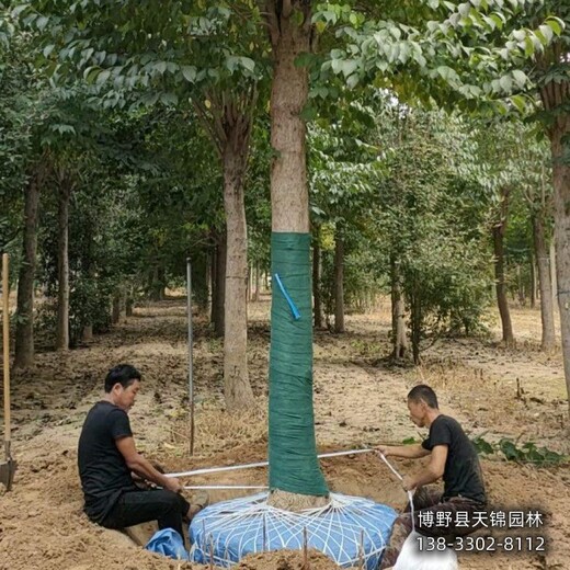 雄安地区丛生杜仲自产自销-杜仲规格-杜仲大树