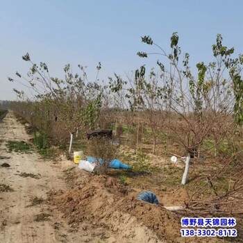 大規(guī)格山杏退林銷(xiāo)售-山杏種植戶(hù)-山杏容器苗