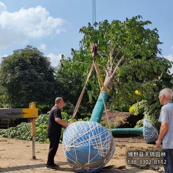 杜仲规格-河北保定12公分杜仲多少钱合适