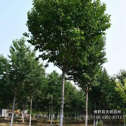 保定大田苗杜仲價(jià)格多少-叢生杜仲產(chǎn)地-杜仲大樹