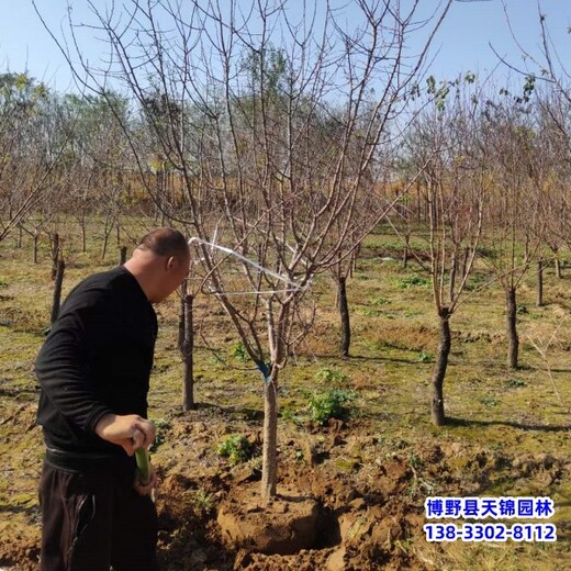 保定經(jīng)紀(jì)人,苗木質(zhì)量好,山杏假植苗