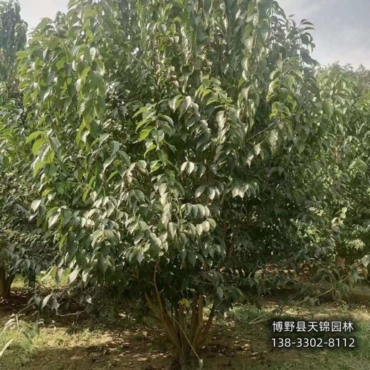 河北博野縣大田苗杜仲本地價格-杜仲規(guī)格
