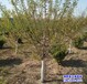 河北苗木經(jīng)紀(jì)人,苗木質(zhì)量好,山杏假植苗