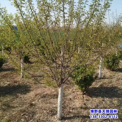 河北苗木經(jīng)紀(jì)人,苗木質(zhì)量好,山杏移栽苗