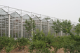 赤峰蔬菜种植温室大棚建造
