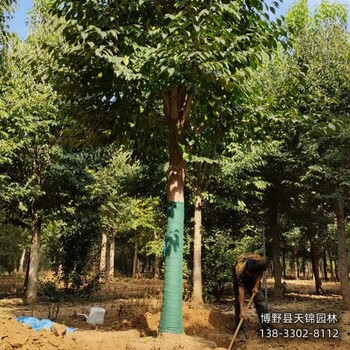 叢生杜仲產地-河北省10公分杜仲價格多少