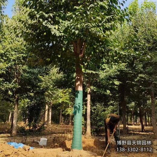 陜西多年頭杜仲本地價格-杜仲規(guī)格-杜仲大樹