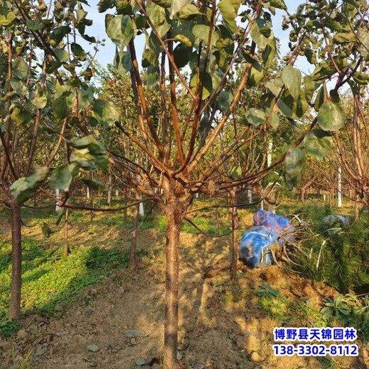 保定占地樹山杏,苗木質(zhì)量好,山杏移栽苗