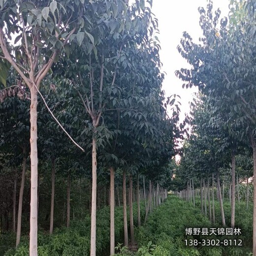 15公分杜仲河北,杜仲樹(shù)種植園,供應(yīng)