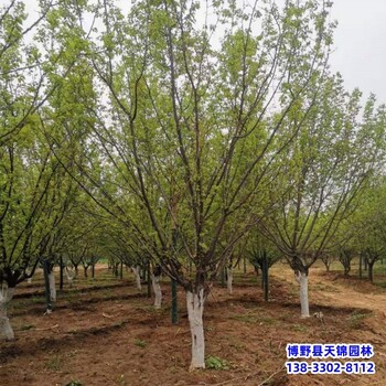 大規(guī)格山杏退林銷(xiāo)售-山杏種植戶(hù)-山杏容器苗