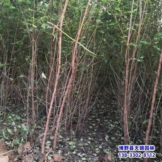 保定苗木綠化商,綠化新品種,山杏移栽苗