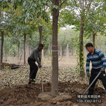 保定地區小苗杜仲帶土球裝車-叢生杜仲產地-杜仲大樹